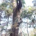 朴树野生，40年以上的树龄，对径50cm至80cm。