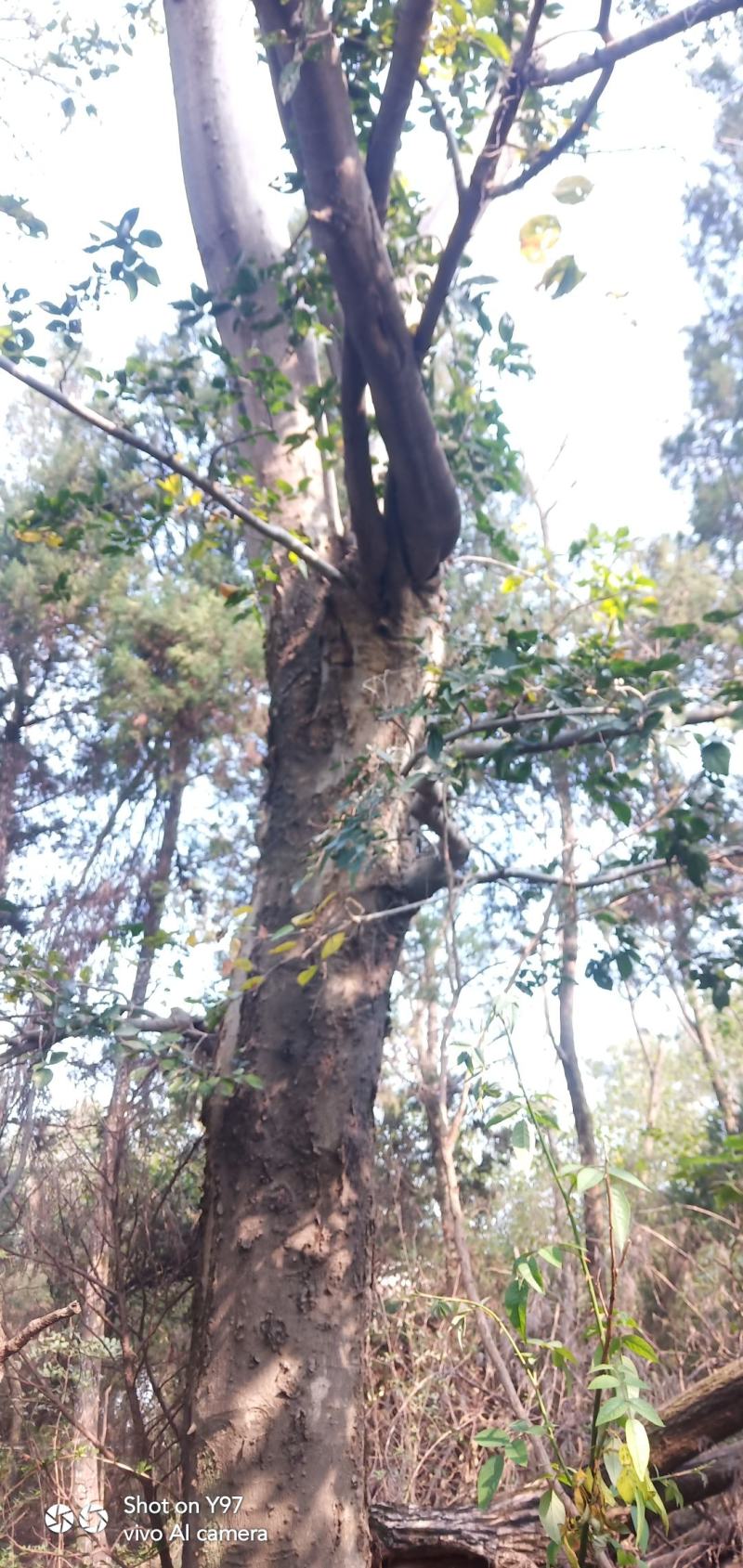 朴树野生，40年以上的树龄，对径50cm至80cm。