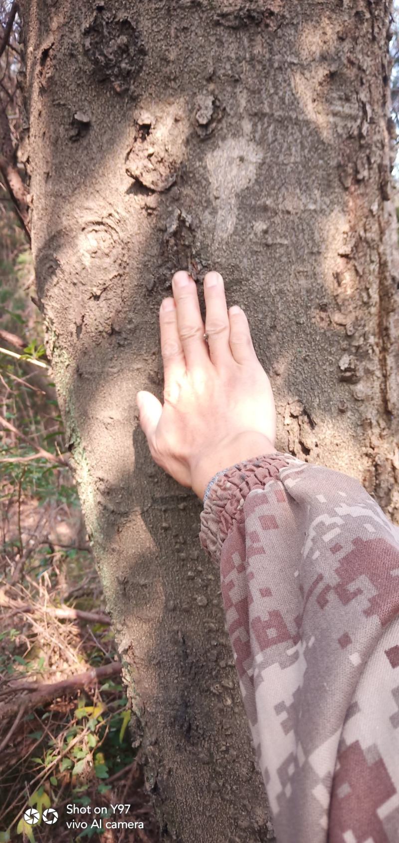 朴树野生，40年以上的树龄，对径50cm至80cm。