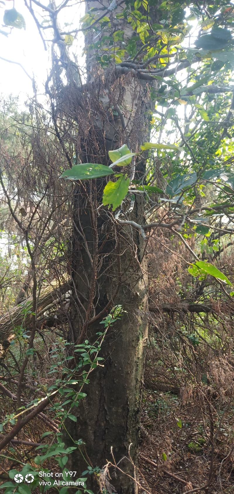 朴树野生，40年以上的树龄，对径50cm至80cm。
