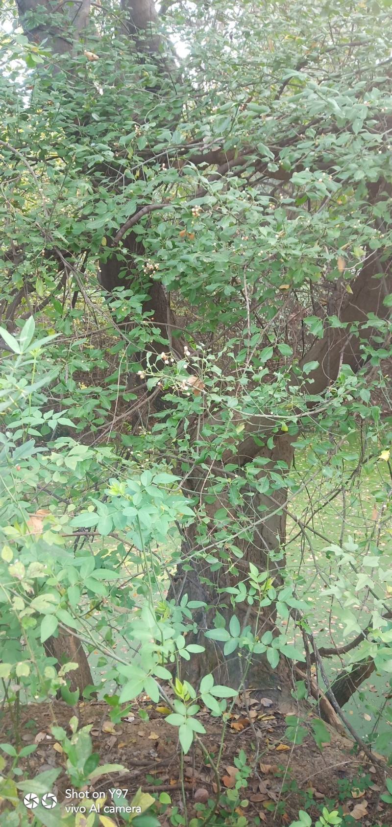 朴树野生，40年以上的树龄，对径50cm至80cm。