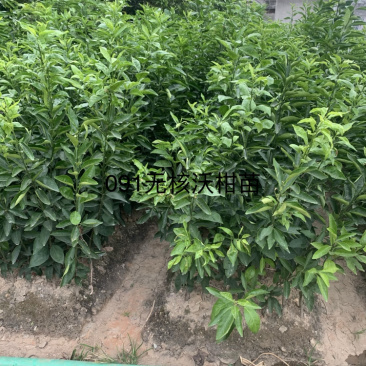 091无核沃柑苗（自产自售）