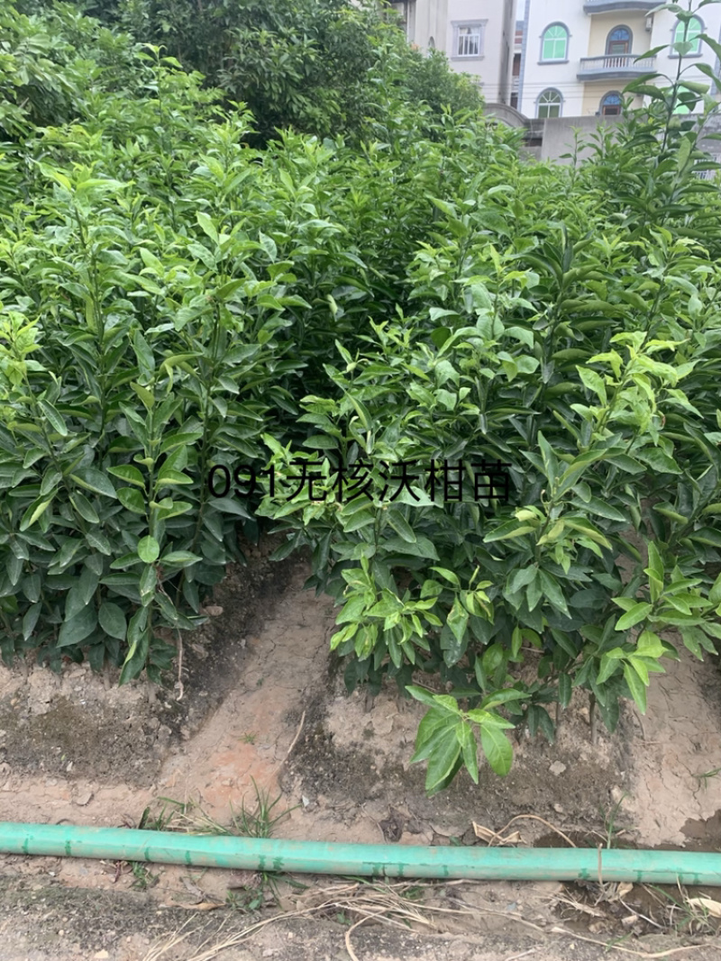 091无核沃柑苗（自产自售）