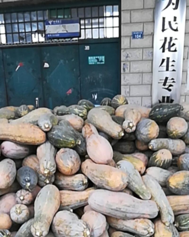 养殖南瓜，八成黄以上密本南瓜，大量供应，