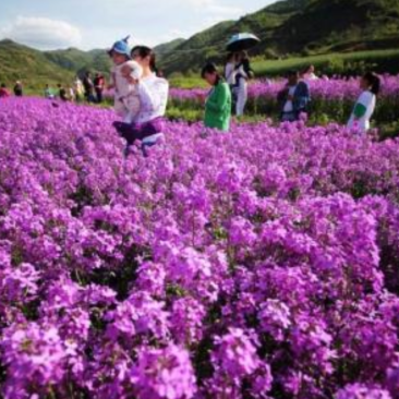 兰香芥种子，花海公园整片种植非常漂亮，花期长品种种子