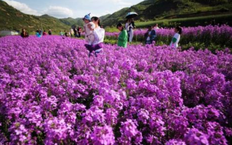 兰香芥种子，花海公园整片种植非常漂亮，花期长品种种子