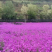 兰香芥种子，花海公园整片种植非常漂亮，花期长品种种子