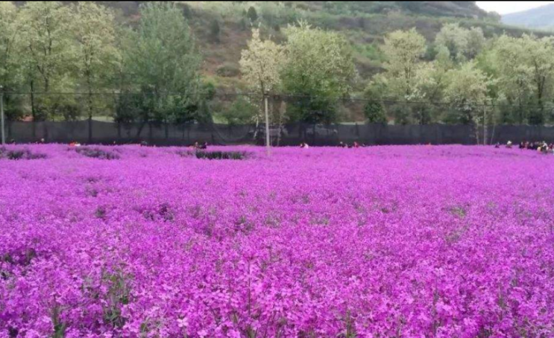 兰香芥种子，花海公园整片种植非常漂亮，花期长品种种子