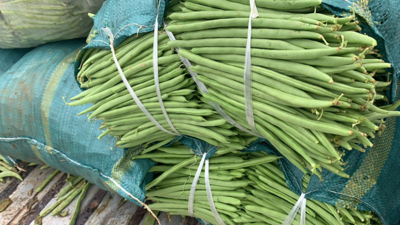 小金豆，刚上市的小金豆白豆