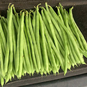 小金豆，刚上市的小金豆白豆