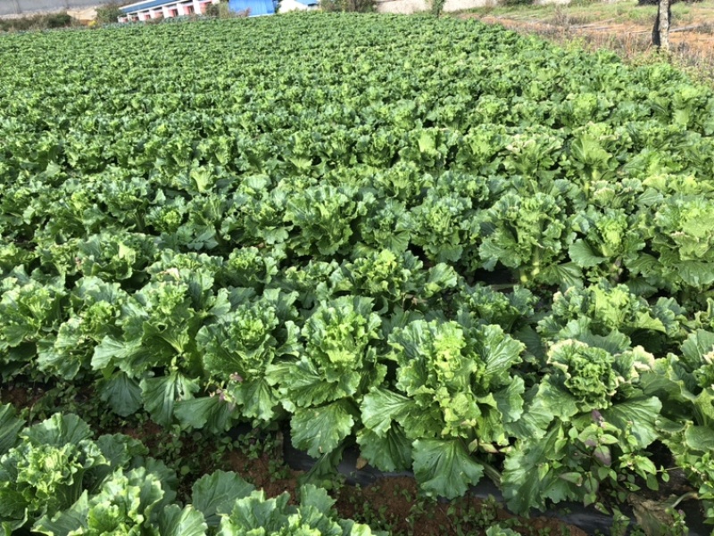 优质白菜|青麻叶|绍菜|