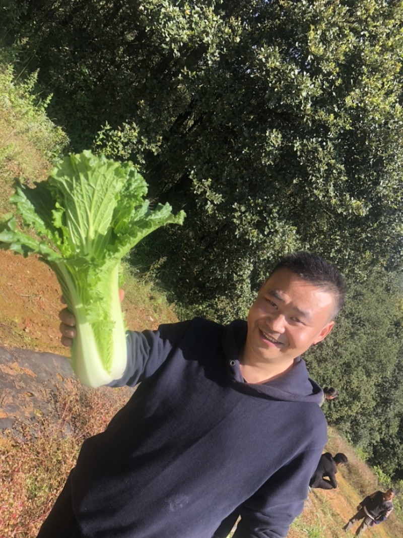 优质白菜|青麻叶|绍菜|