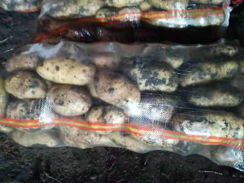【精选】226土豆河北土豆产地直供价格优惠欢迎选