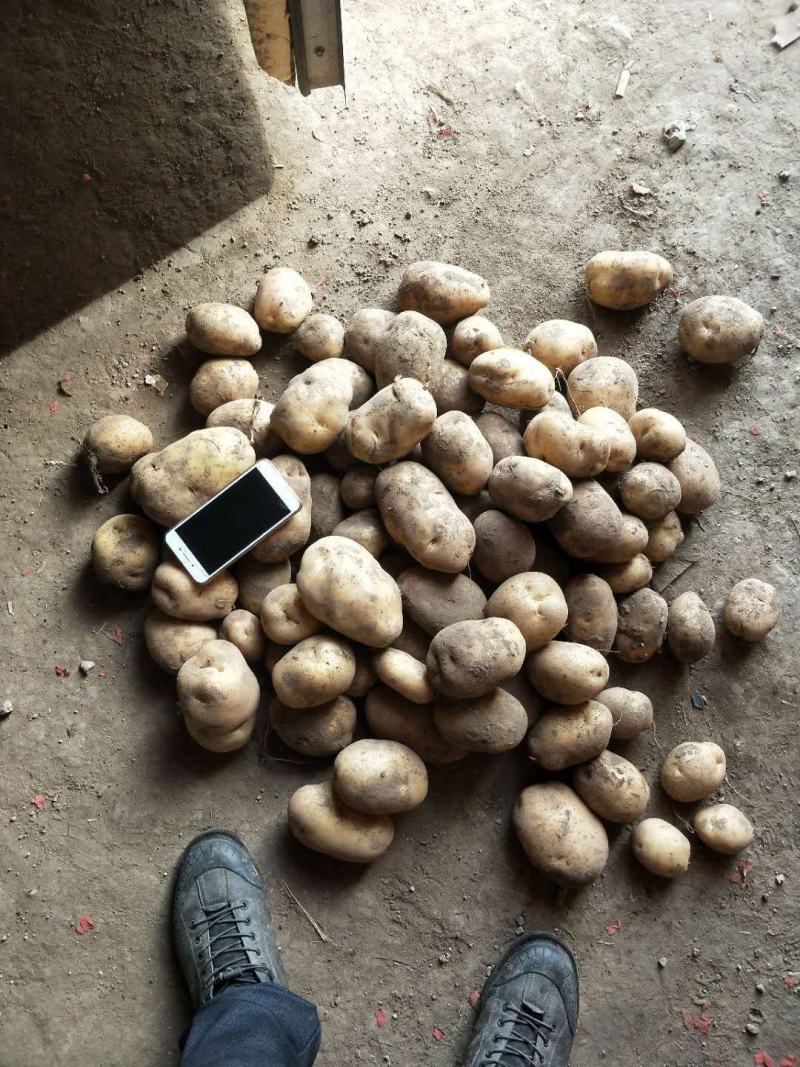 【精选】226土豆河北土豆产地直供价格优惠欢迎选