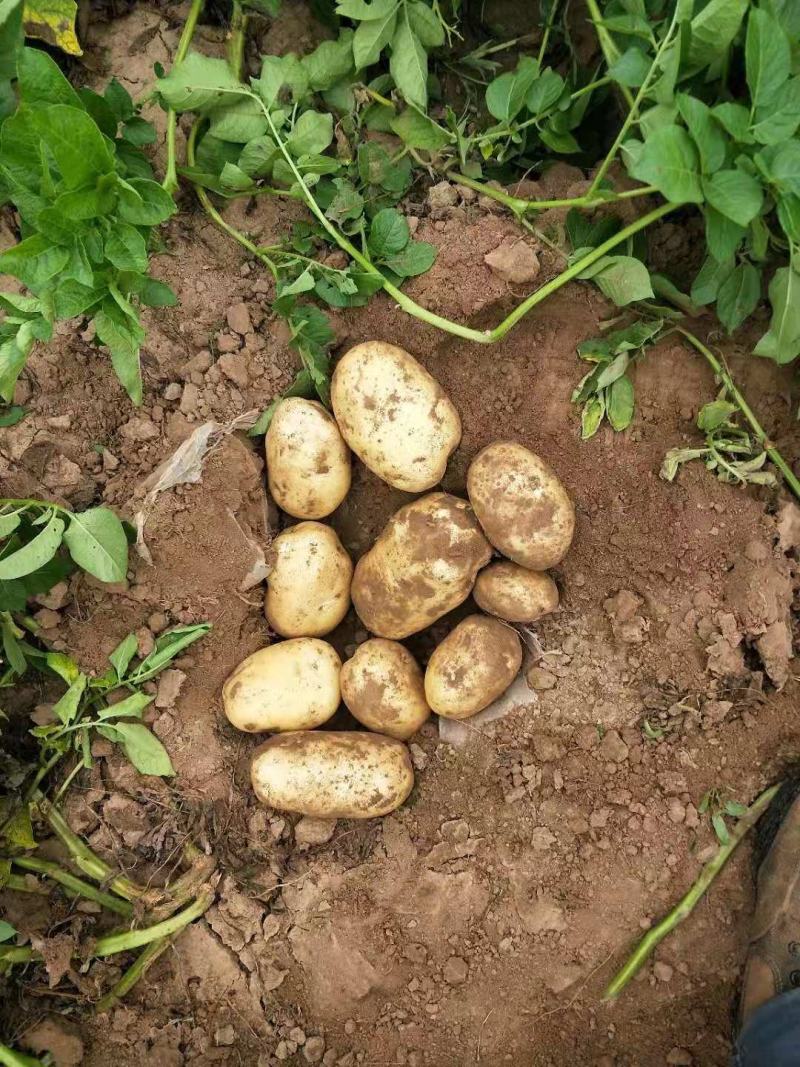 【精选】226土豆河北土豆产地直供价格优惠欢迎选