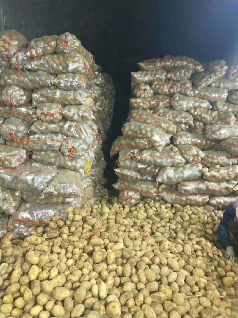 【精选】226土豆河北土豆产地直供价格优惠欢迎选