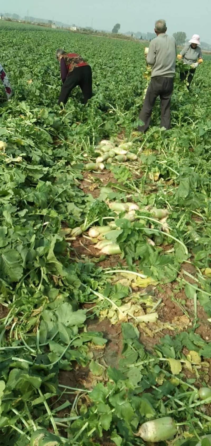 河南青头萝卜，精品青头萝卜，大量供应，基地直供，