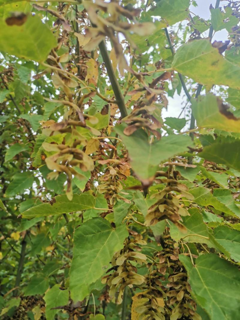 椴树青皮椴树二公分青皮椴三公分青皮椴五公分青皮椴六公分青