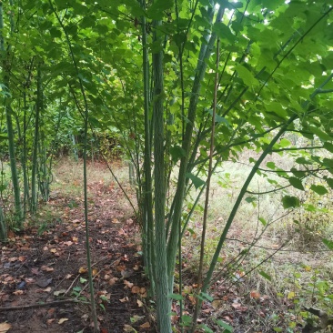 椴树青皮椴树二公分青皮椴三公分青皮椴五公分青皮椴六公分青