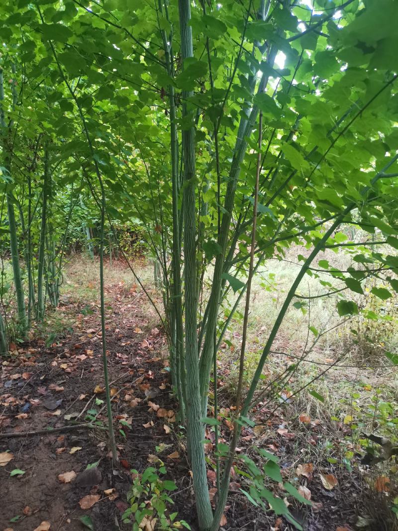 椴树青皮椴树二公分青皮椴三公分青皮椴五公分青皮椴六公分青