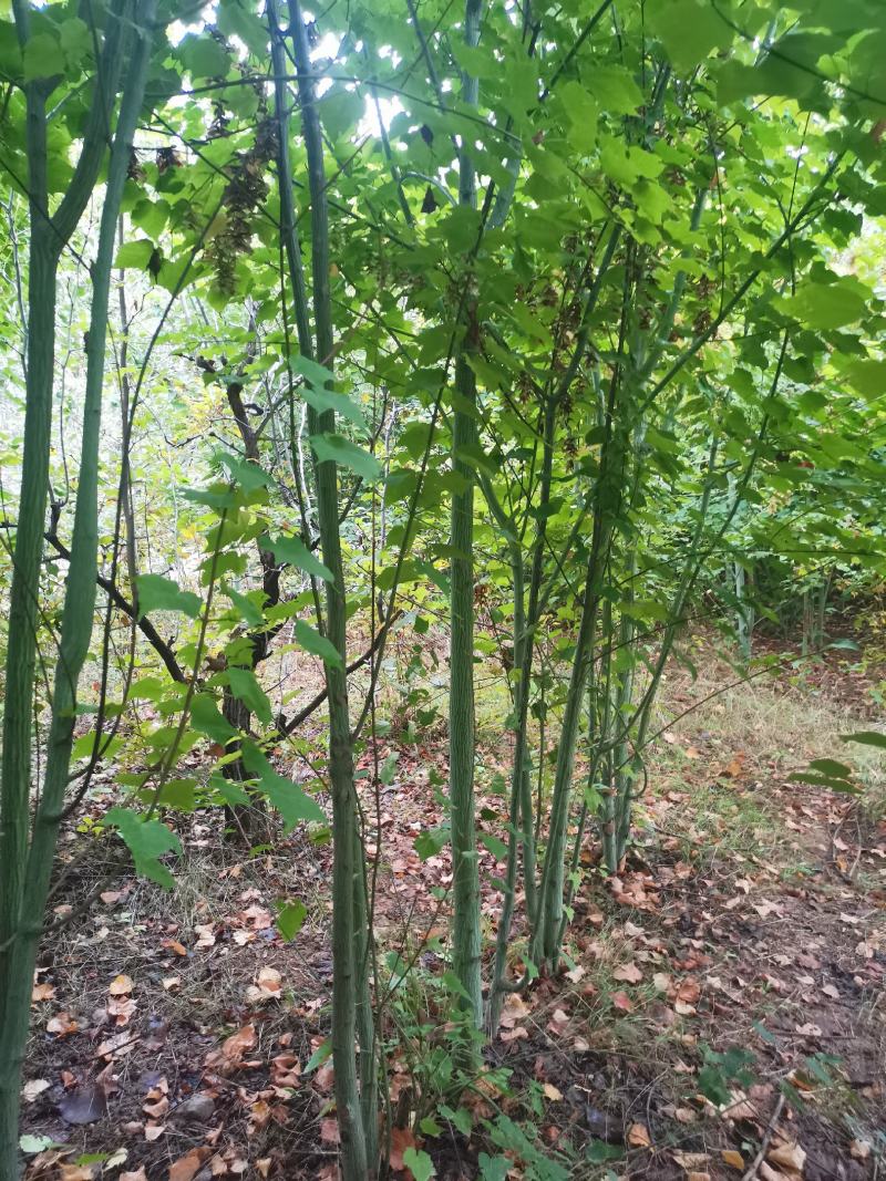 椴树青皮椴树二公分青皮椴三公分青皮椴五公分青皮椴六公分青