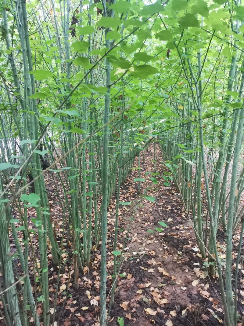 椴树青皮椴树二公分青皮椴三公分青皮椴五公分青皮椴六公分青