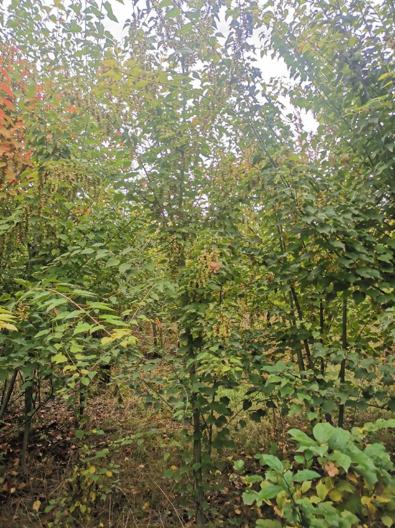 椴树青皮椴树二公分青皮椴三公分青皮椴五公分青皮椴六公分青