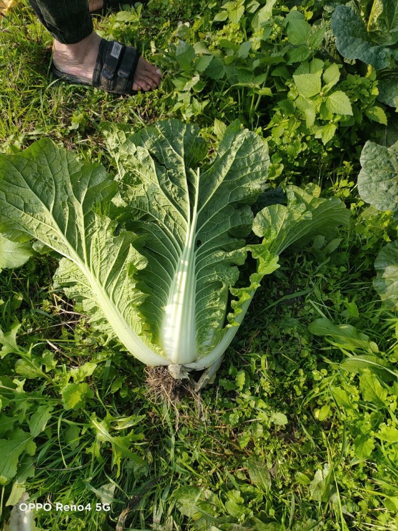 大白菜基地直销可实地考察