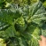大白菜基地直销可实地考察