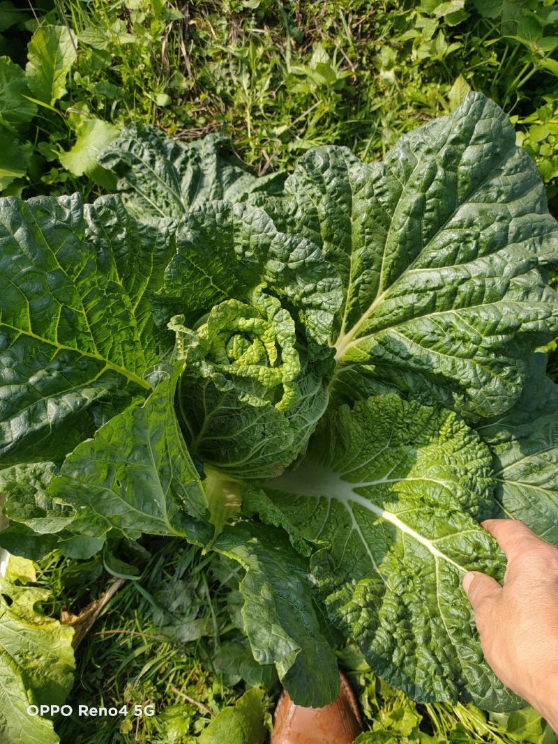 大白菜基地直销可实地考察