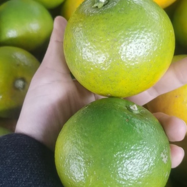 锦密橙子！纯甜无酸！