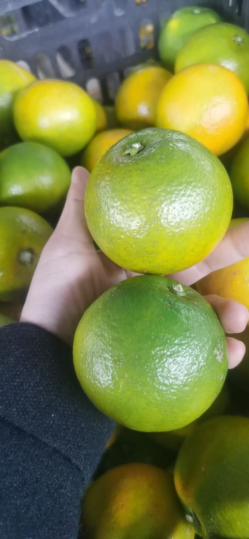 锦密橙子！纯甜无酸！