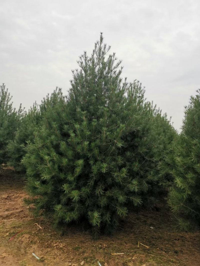 自己苗圃常年供应各种规格白皮松华山松白皮松3.5~4m