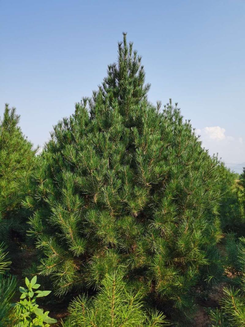 自己苗圃常年供应各种规格白皮松华山松白皮松3.5~4m