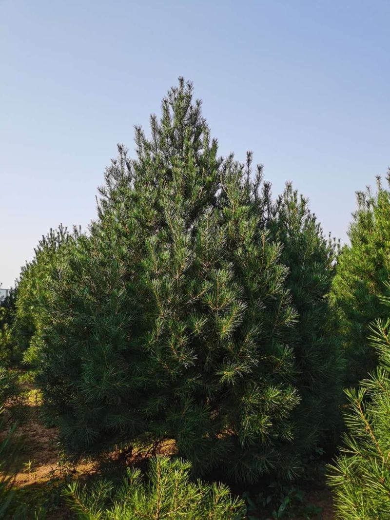 自己苗圃常年供应各种规格白皮松华山松白皮松3.5~4m