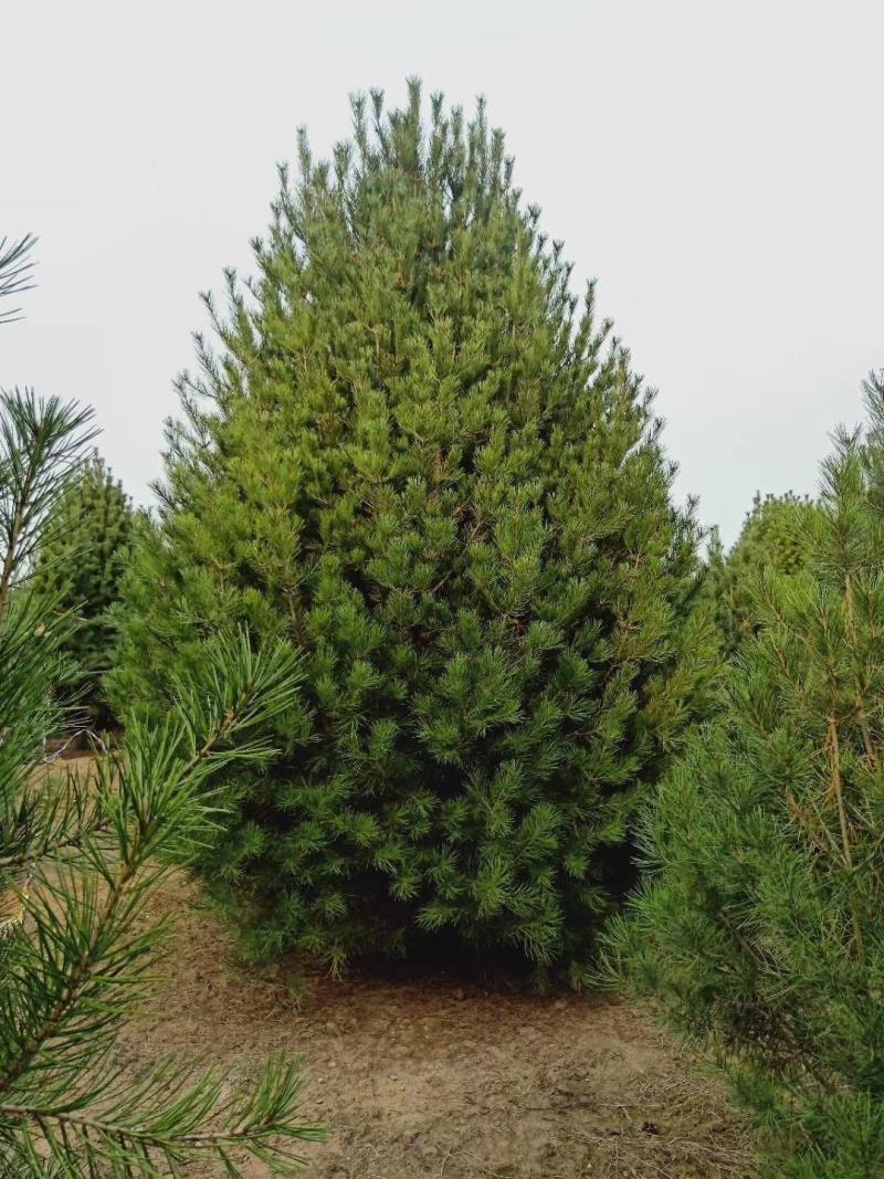 自己苗圃常年供应各种规格白皮松华山松白皮松3.5~4m