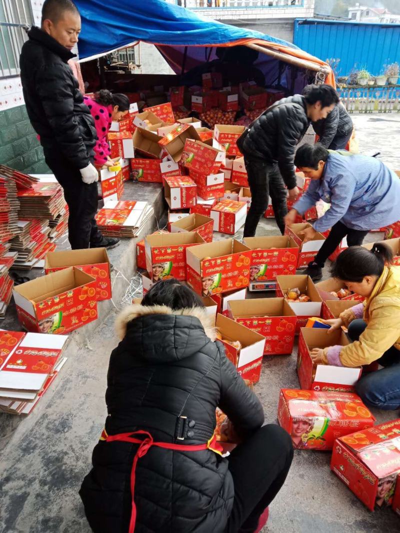 【畅销脐橙】湖南纽荷尔脐橙加密品质有保证。产地直发