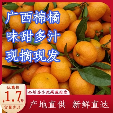 【精选棉橘】广西桂林棉桔棉橘广橘皮薄色好入口化渣