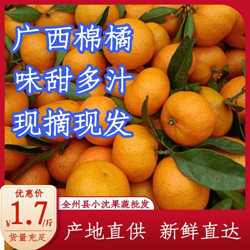 【精选棉橘】广西桂林棉桔棉橘广橘皮薄色好入口化渣