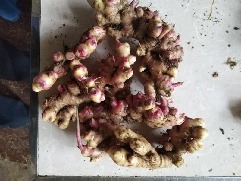 云南黄姜（小黄姜二黄姜）鲜姜红指自已种植量大从优