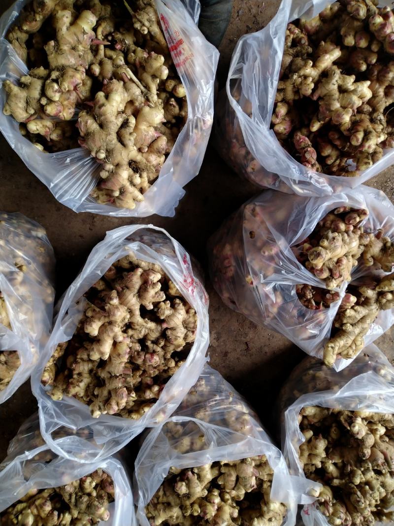 云南黄姜（小黄姜二黄姜）鲜姜红指自已种植量大从优