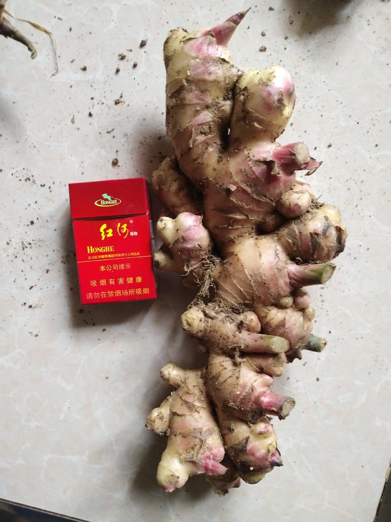 云南黄姜（小黄姜二黄姜）鲜姜红指自已种植量大从优
