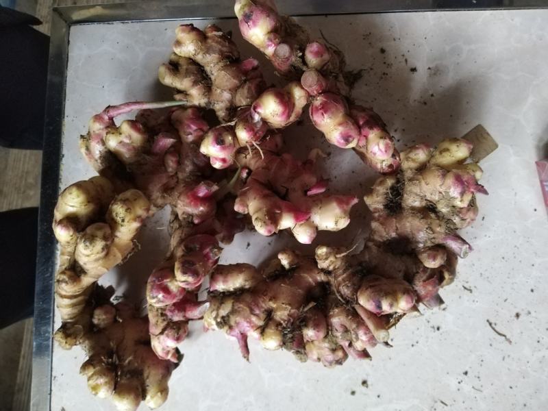云南黄姜（小黄姜二黄姜）鲜姜红指自已种植量大从优