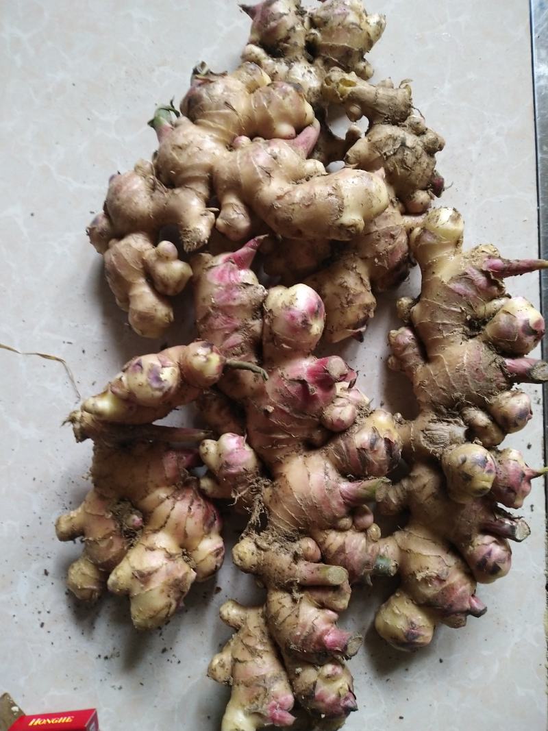 云南黄姜（小黄姜二黄姜）鲜姜红指自已种植量大从优