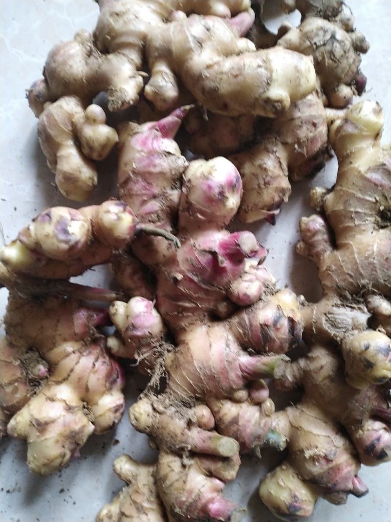 云南黄姜（小黄姜二黄姜）鲜姜红指自已种植量大从优