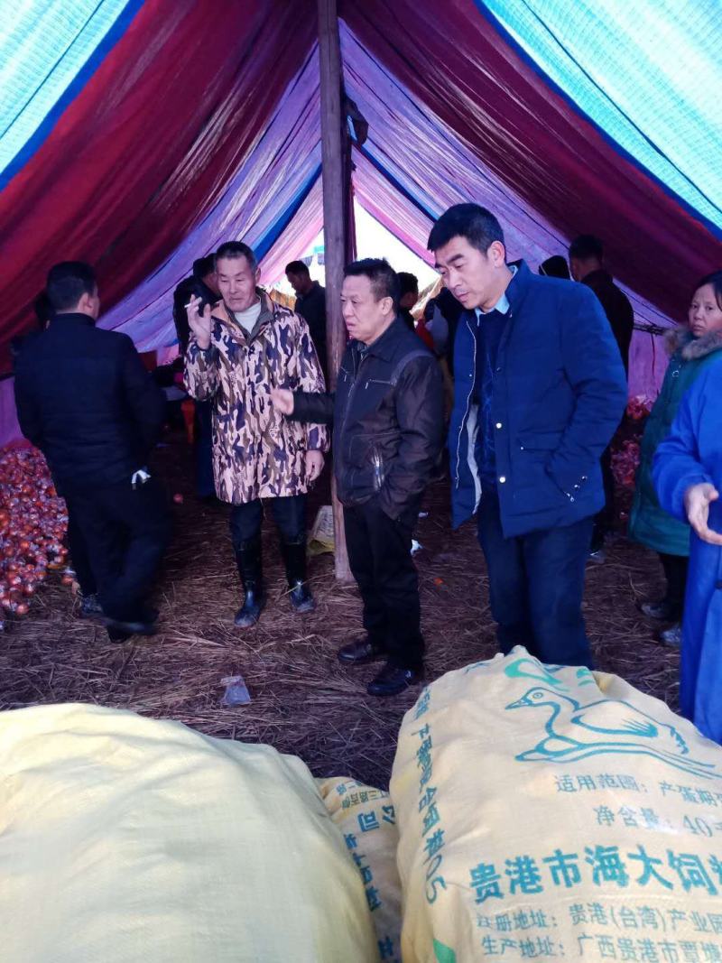 【精选好果】麻阳冰糖橙纯甜不酸，专业对接各大电商，批发商