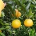 【精选好果】麻阳冰糖橙纯甜不酸，专业对接各大电商，批发商