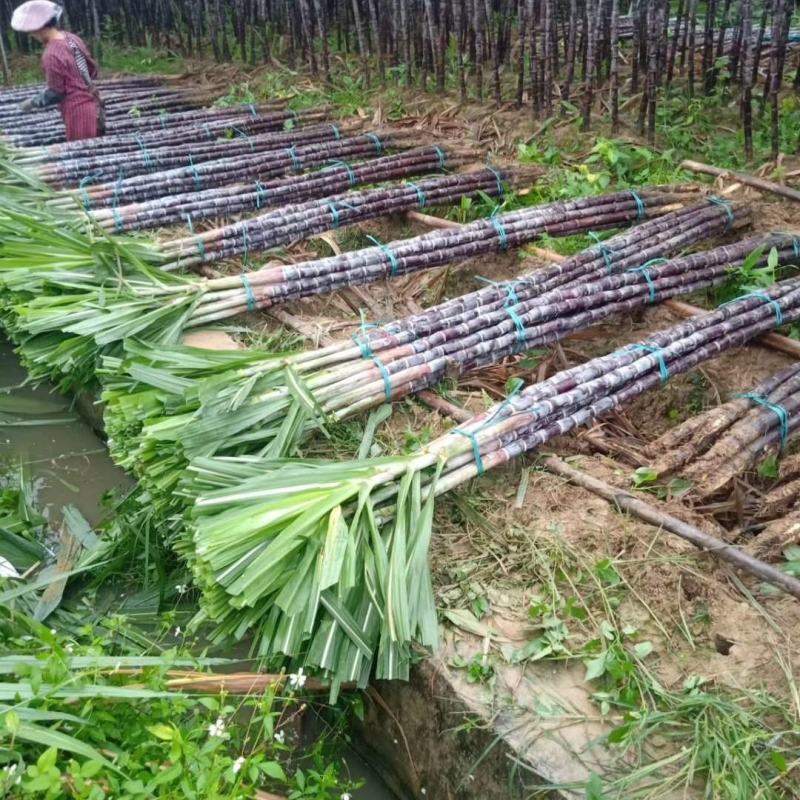 甘蔗批发黑皮甘蔗基地广西甘蔗大量上市质量保证一手货源