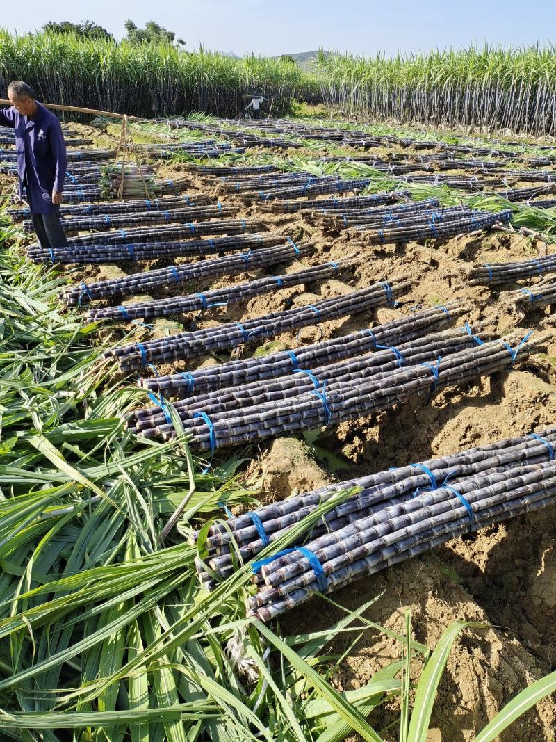 甘蔗批发黑皮甘蔗基地广西甘蔗大量上市质量保证一手货源