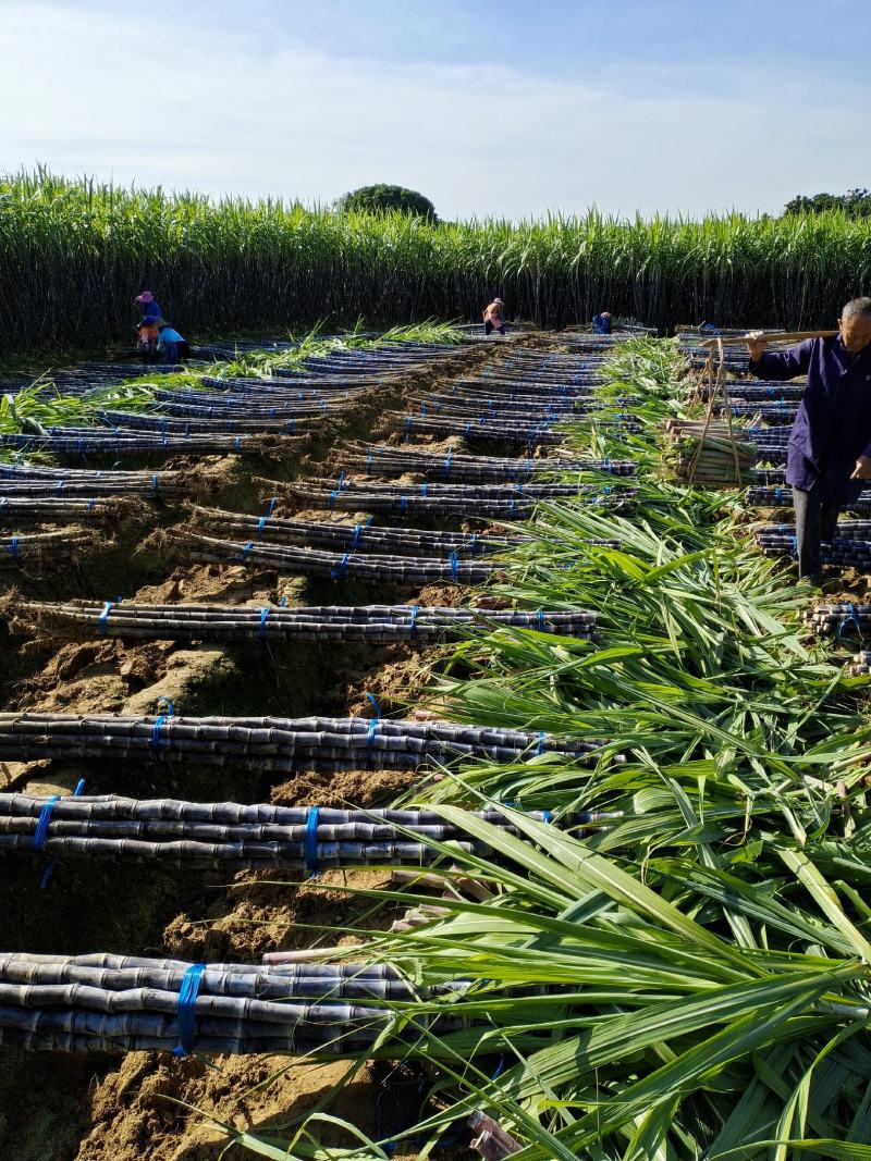 甘蔗批发黑皮甘蔗基地广西甘蔗大量上市质量保证一手货源